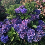 гортензия крупнолистная Меджикал "Блю Беллс", Magical "Blue Bells"