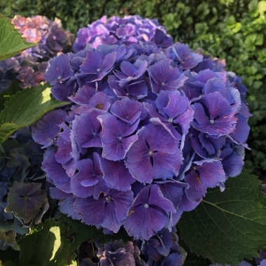 гортензия крупнолистная Меджикал "Блю Беллс", Magical "Blue Bells"