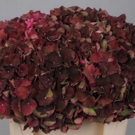 Гортензия крупнолистная Меджикал "Чоколат", Magical "Chocolate"