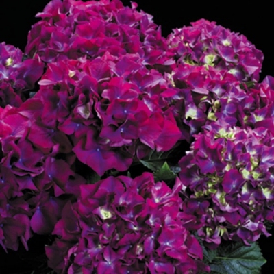 Гортензия крупнолистная Ред Бьюти Пурпл, Red Beauty Purple
