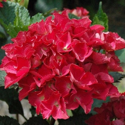 Гортензия крупнолистная Ред Бьюти, Red Beauty