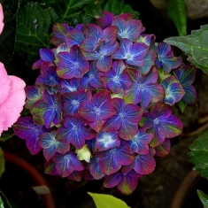 Гортензия крупнолистная Рембрант Россо Глори Блю, Rembrandt Rosso Glory Blue
