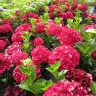Гортензия крупнолистная Меджикал Руби Ред, Magical Ruby Red