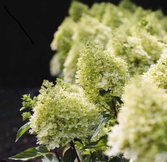 Гортензия метельчатая Ливинг Роял Фловер Living “Royal Flower”
