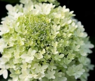 Гортензия метельчатая Ливинг Роял Фловер Living “Royal Flower”