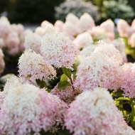 Гортензия метельчатая Ливинг Роял Фловер, Living “Royal Flower”