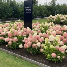 Гортензия метельчатая Ливинг Роял Фловер, Living “Royal Flower”