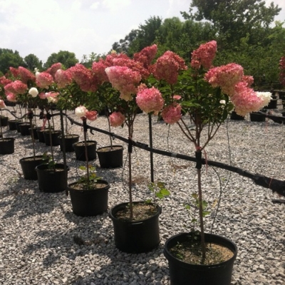 Гортензия метельчатая на штамбе Living "Strawberry Blossom"
