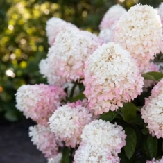 Гортензия метельчатая на штамбе Living "Raspberry Pink"