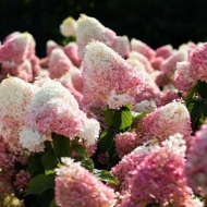 Гортензия метельчатая на штамбе Living "Strawberry Blossom"