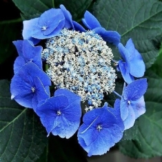 Гортензия пильчатая Блю Бёрд, Bluebird