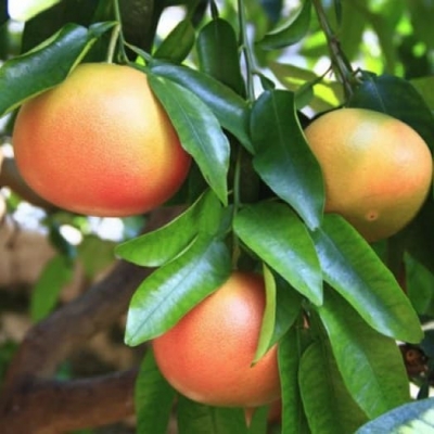 Дерево - сад грейпфрут + лимон Киевский крупноплодный