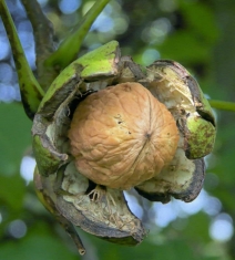 Грецкий орех крупноплодный Буковинский 2