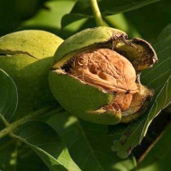 Грецкий орех Прикарпатский
