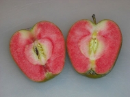 Яблоня розовомясая Хиден Роуз