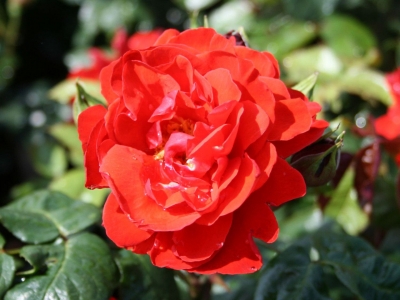 Роза чайно-гибридная Хорус