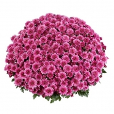 Хризантема горшечная Banquet Purple (Банкет Пурпл)