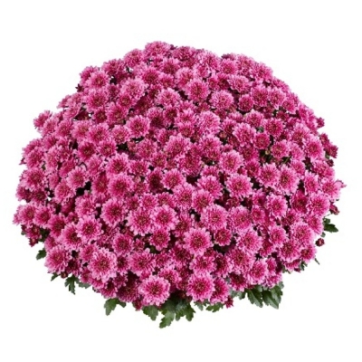 Хризантема горшечная Banquet Purple (Банкет Пурпл)