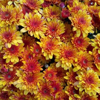Хризантема мультифлора Flame Bicolor (Флейм Биколор)
