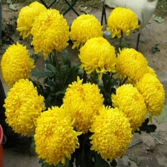 Хризантема горшечная крупноцветная Сафранел