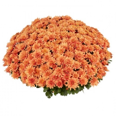 Хризантема мультифлора Homerun Orange (Хомерун Оранж)