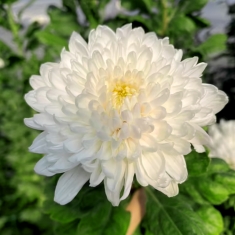 Хризантема крупноцветковая Ayblin White (119)