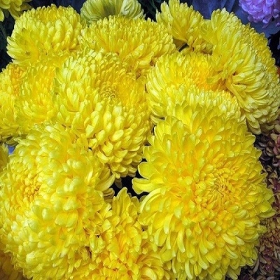 Хризантема крупноцветковая Вандер Еллоу средняя