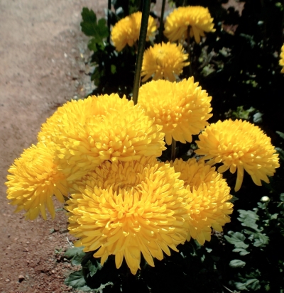 Хризантема крупноцветковая Creamist Yellow (141)