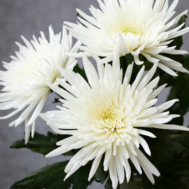 Хризантема крупноцветковая Супер белый поздняя