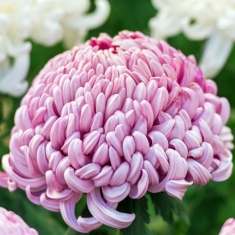 Хризантема крупноцветковая Хорбил розовый средняя