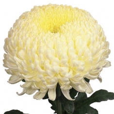 Хризантема крупноцветковая Кремист белый ранняя