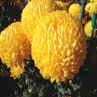 Хризантема крупноцветковая Кремист желтый ранняя 