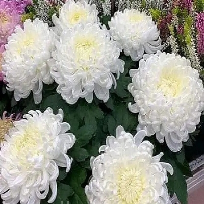 Хризантема крупноцветковая Мей шусмит белый поздняя