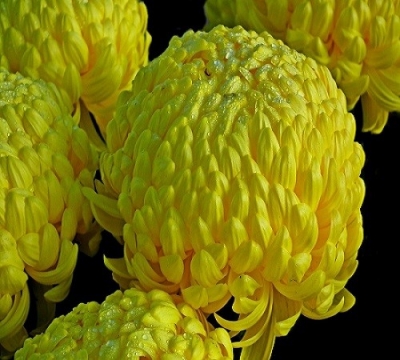 Хризантема крупноцветковая Мей шусмит желтый поздняя