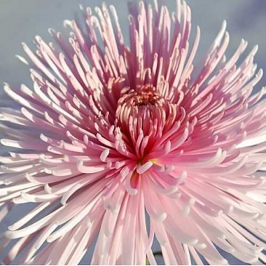 Хризантема крупноцветковая Спиро средняя 