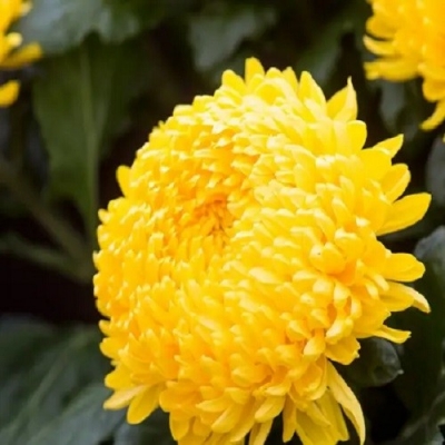 Хризантема крупноцветковая Виктор Рове средняя