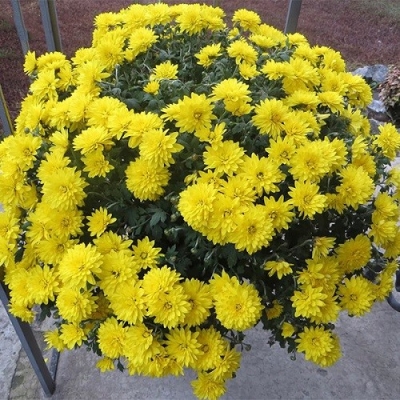 Хризантема мультифлора Amelie yellow (Амелия елоу)