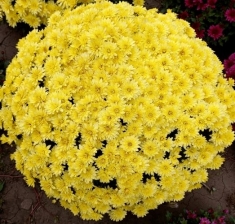 Хризантема мультифлора Branfountain Yellow (Бранфонтан еллоу)