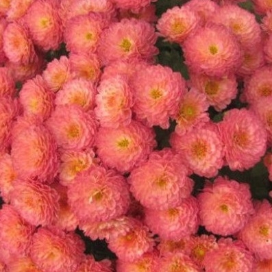 Хризантема мультифлора Gigi Coral