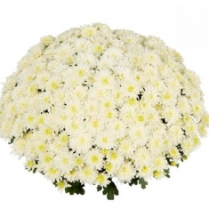 Хризантема мультифлора Homerun White (Хомерун Вайт) 