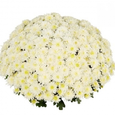 Хризантема мультифлора Homerun White (Хомерун Вайт) 