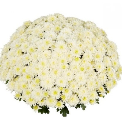 Хризантема мультифлора Homerun White (Хомерун Вайт) 