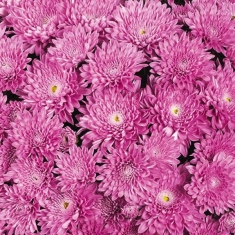 Хризантема мультифлора Merdian Dark Pink (67)
