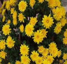 Хризантема мультифлора Mildred Yellow (Милдред елоу)