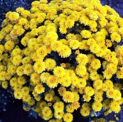 Хризантема мультифлора Noko Yellow (49)
