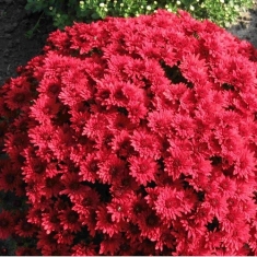 Хризантема мультифлора Paradiso red (Парадиз ред)