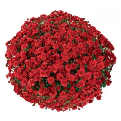 Хризантема мультифлора Seaside Red (Сиссайд Ред)
