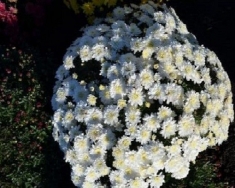 Хризантема мультифлора Сикардо белое ранняя