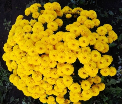 Хризантема мультифлора Sop Yellow