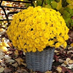 Хризантема мультифлора Stavisky yellow(Стависки елоу)